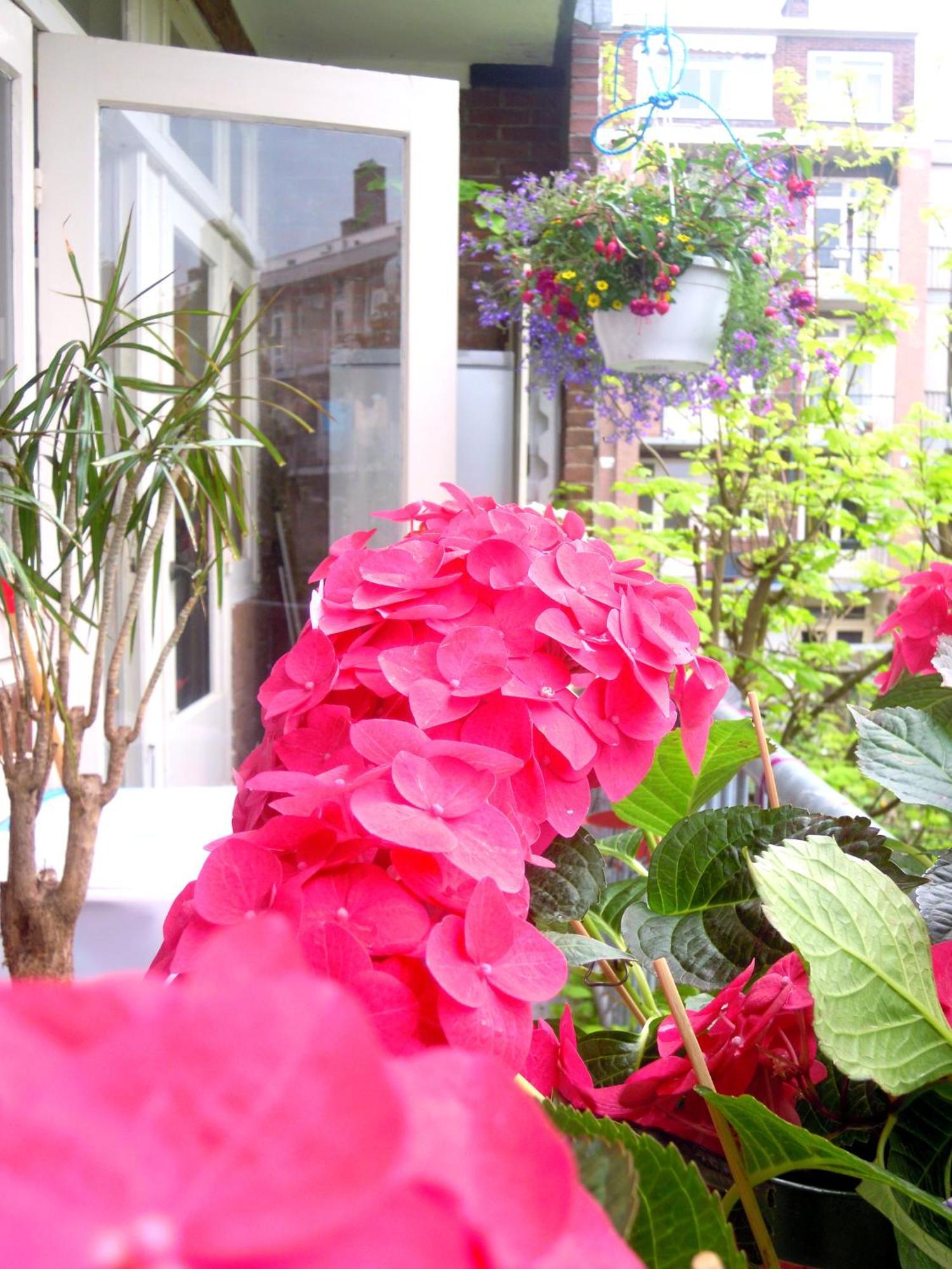 MissOrtelia B&B Amsterdam Exterior foto